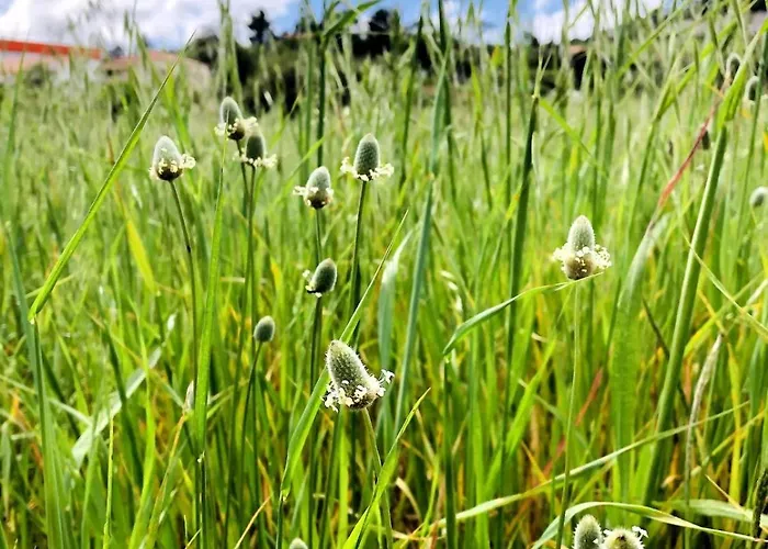 Apartment Casa Martins Country 8 - Courtyard And Pool